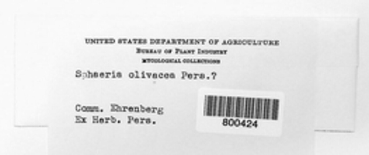 Sphaeria olivacea image